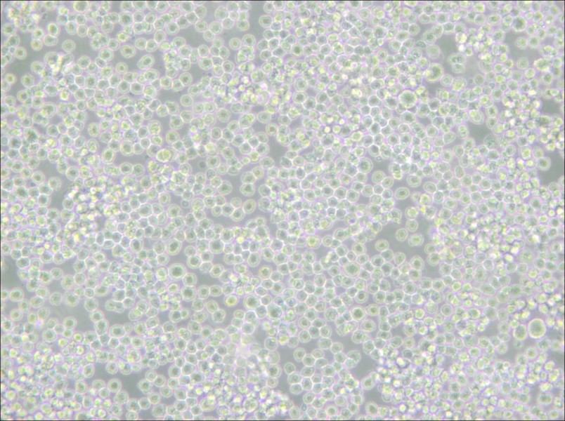 P3X63Ag8 Cell Complete Medium - 4