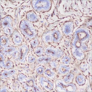 Recombinant CD13 Monoclonal Antibody - 2