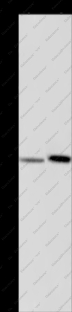 MAGEF1 Polyclonal Antibody - 1