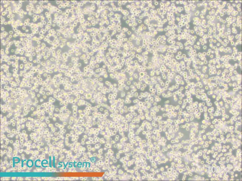 DB Cell Complete Medium - 1