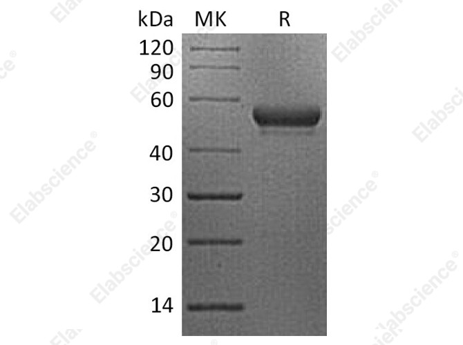 Recombinant Human CD160/BY55 Protein (Fc Tag) - 1