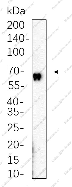 Recombinant cGAS Monoclonal Antibody - 1