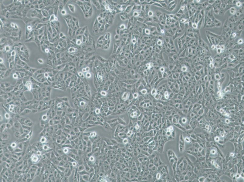 Nthy-ori 3-1 Cell Complete Medium - 2