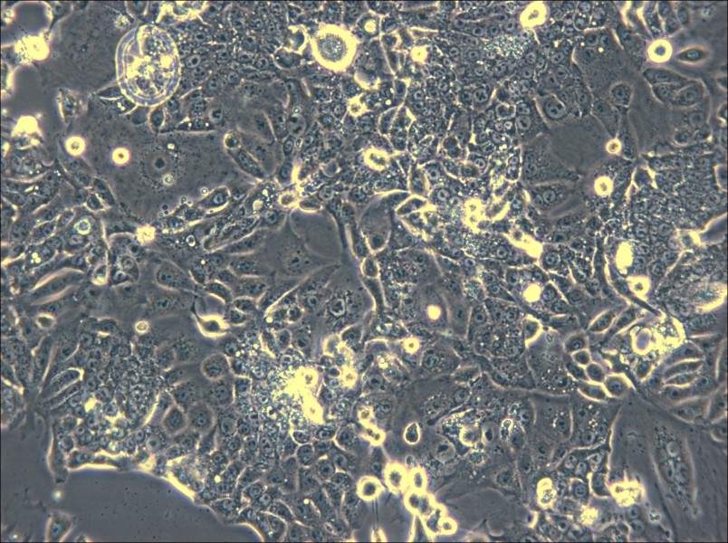 CL-11 Cell Complete Medium - 4