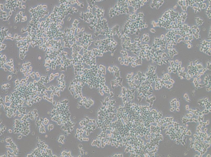 266-6 Cell Complete Medium - 3