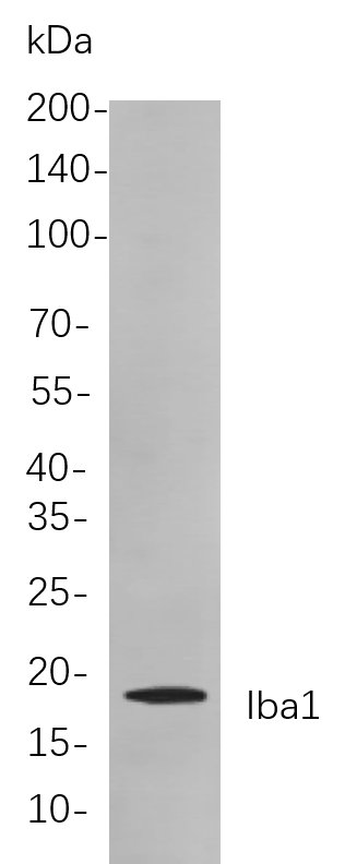 Recombinant Iba1 Monoclonal Antibody-searchlist-1