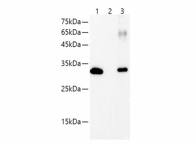 Myc-Tag Monoclonal Antibody - 3