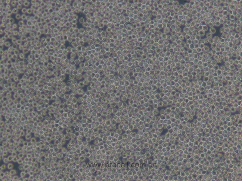 https://789.bio/ec/hDVHGC