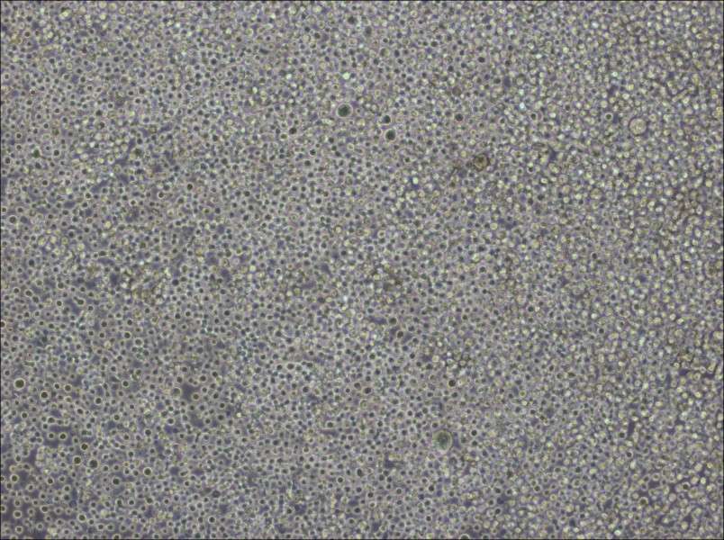 Pfeiffer Cell Complete Medium - 3