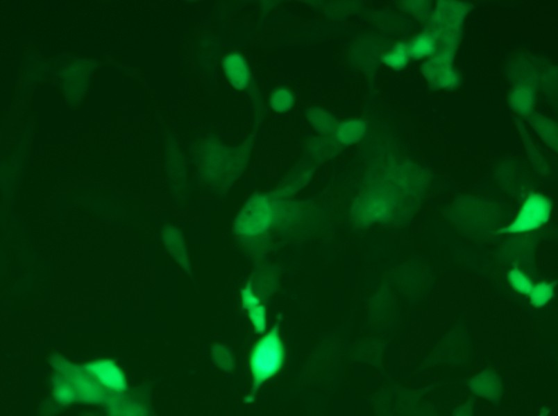 MC38-GFP Cell Complete Medium - 11