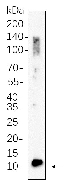 Recombinant BDNF Monoclonal Antibody-searchlist-1