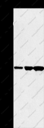 KIRREL2 Polyclonal Antibody - 1