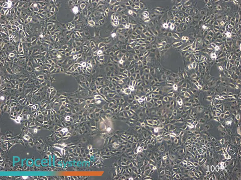 ST Cell Complete MediumST Cell Complete Medium - 2