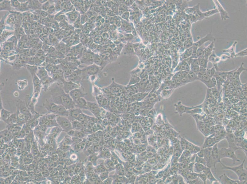 HePa1-6-LUC Cell Complete Medium - small - 5