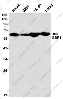 Recombinant GBP1 Monoclonal Antibody - 1