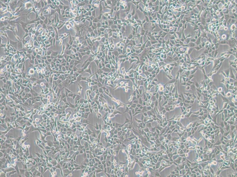MC38 Cell Complete Medium - 3