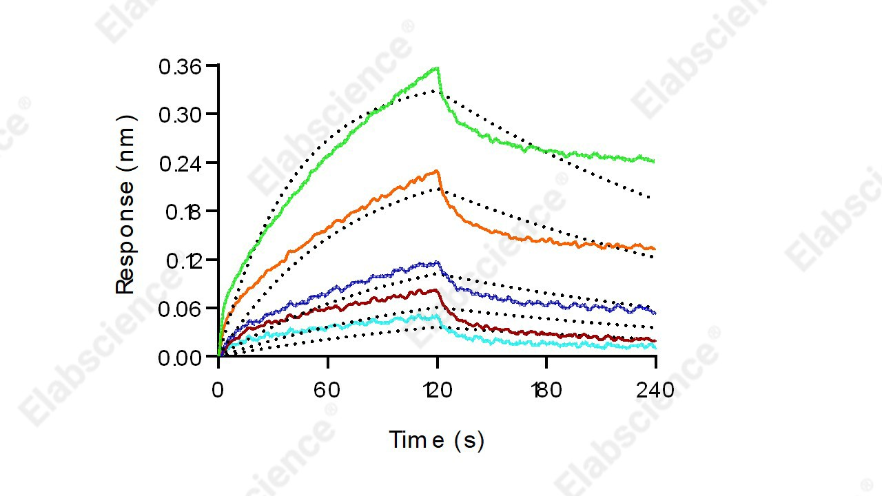 Recombinant Mouse CD16-2/FCGR4 Protein (His Tag) - 2