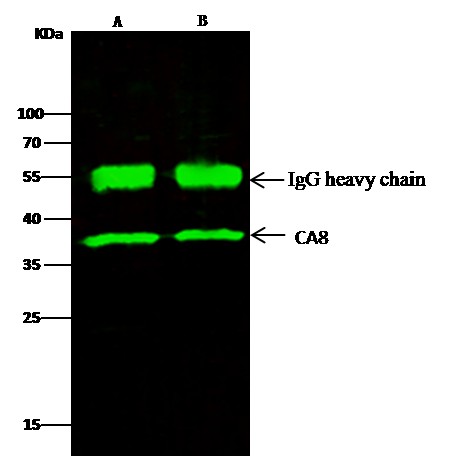Recombinant Carbonic Anhydrase VIII/Car8 Monoclonal Antibody - small - 2