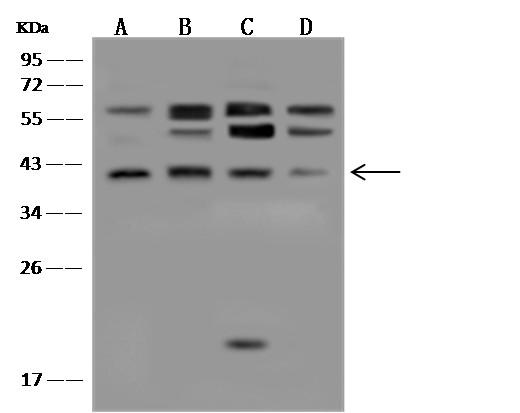 p38 alpha/MAPK14 Monoclonal Antibody - small - 4