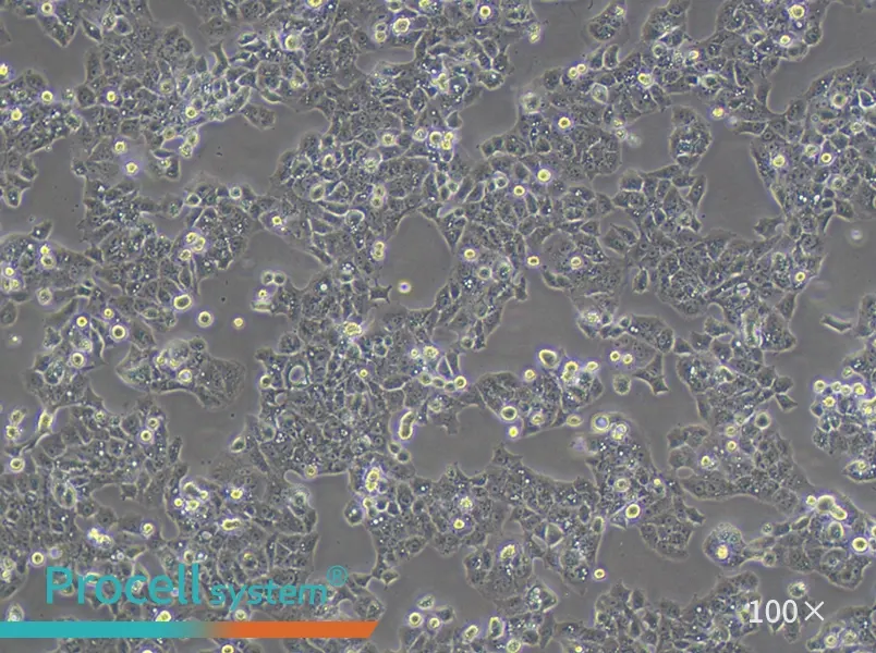 MS751 Cell Complete MediumMS751 Cell Complete Medium - 2