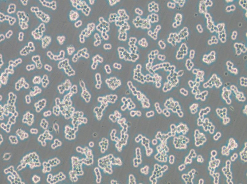 RAW 264.7-LUC Cell Complete Medium - small - 6