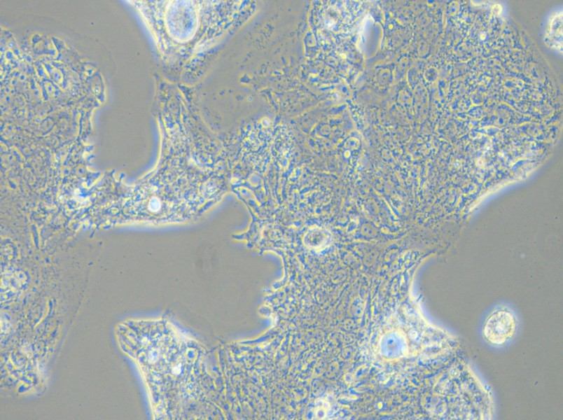 SW1463 Cell Complete Medium - 3