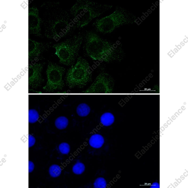 Recombinant Caveolin 2 Monoclonal Antibody - 3