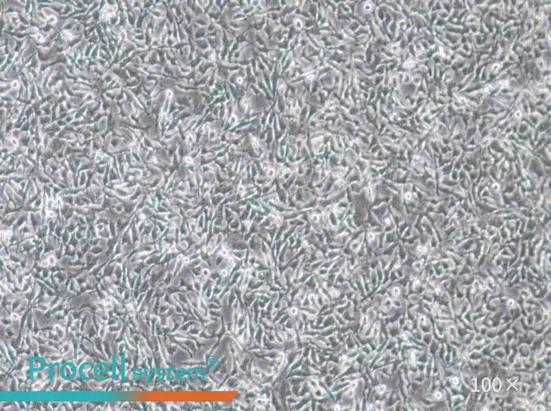 CAL-62 Cell Complete Medium - 1