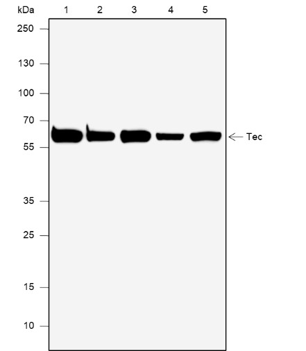 Recombinant Tec Monoclonal Antibody-searchlist-1