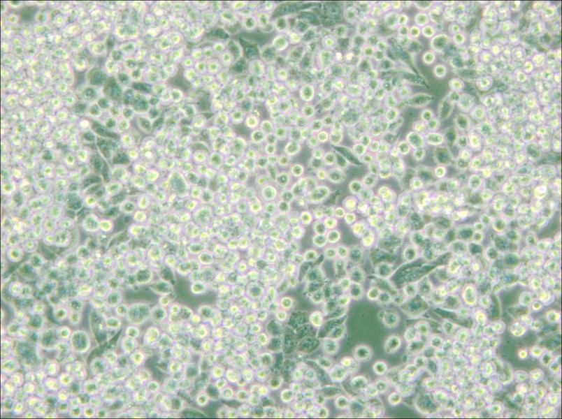 MIA PaCa-2 Cell Complete Medium - small - 4