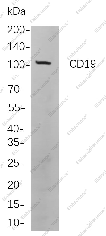 Recombinant CD19 Monoclonal Antibody - 1