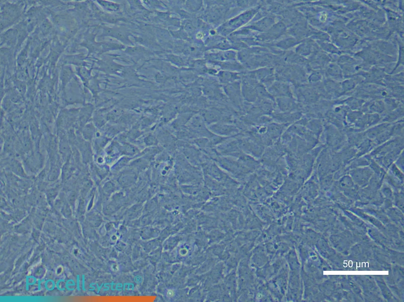 Rat Optic Papilla Astrocyte Complete Medium - 6