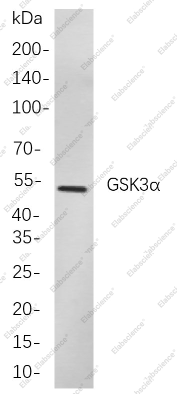 Recombinant GSK3α Monoclonal Antibody - 1