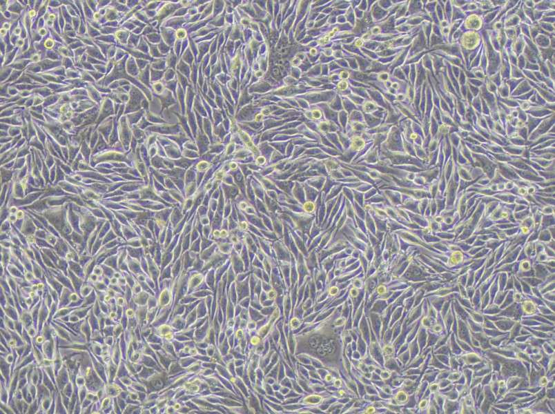 MP41 Cell Complete MediumMP41 Cell Complete Medium - 2