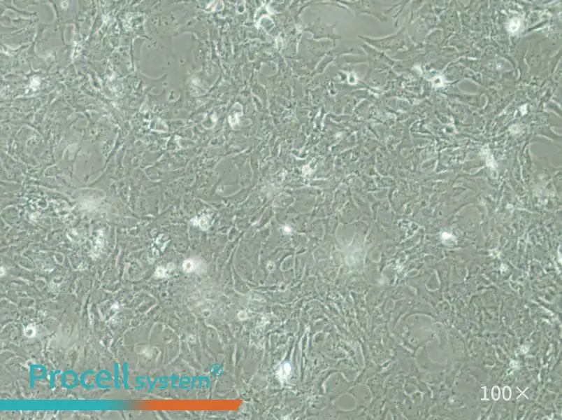 HCC38 Cell Complete Medium - 1