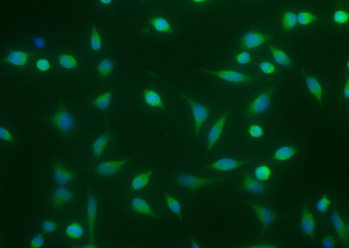 Recombinant BMP-2 Monoclonal Antibody - small - 1