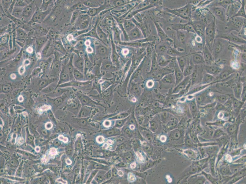 SW1573 (DMEM) Cell Complete Medium - 5