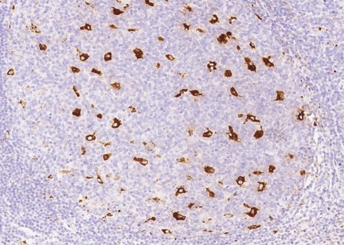 CD68 Monoclonal Antibody - small - 2
