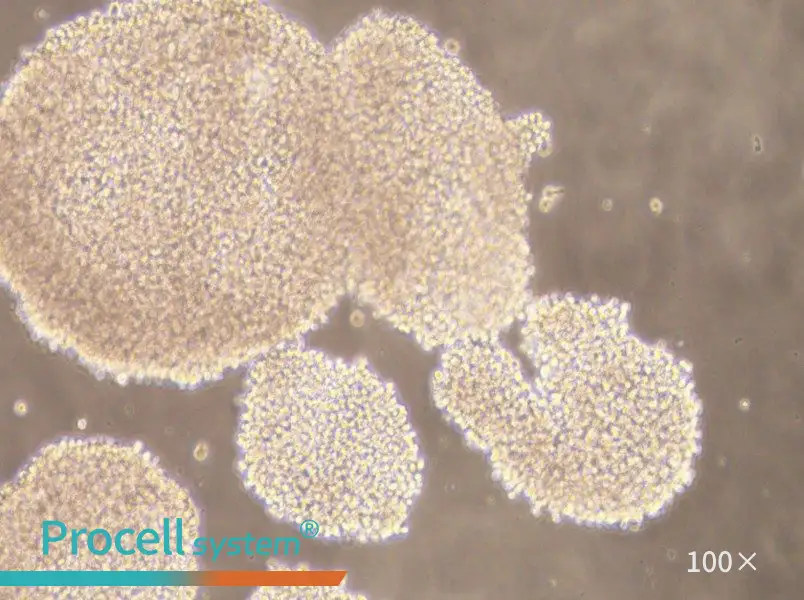 NK-92MI Cell Complete Medium - small - 4
