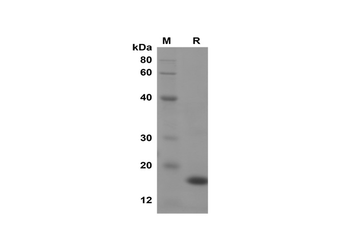 Recombinant Mouse IL-10 Protein(His Tag)-1