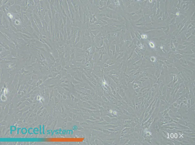 KGN Cell Complete Medium - 3