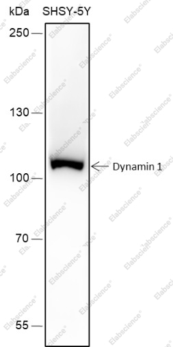 Recombinant Dynamin 1 Monoclonal Antibody - 1