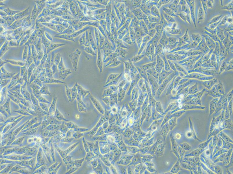 HGC-27 Cell Complete Medium - 4