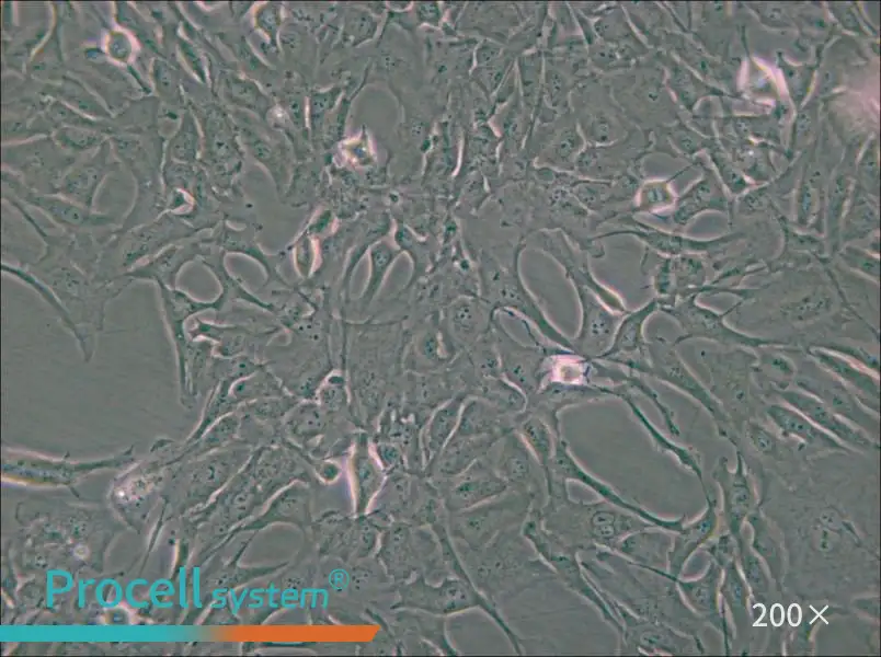 Calu-1 - 6