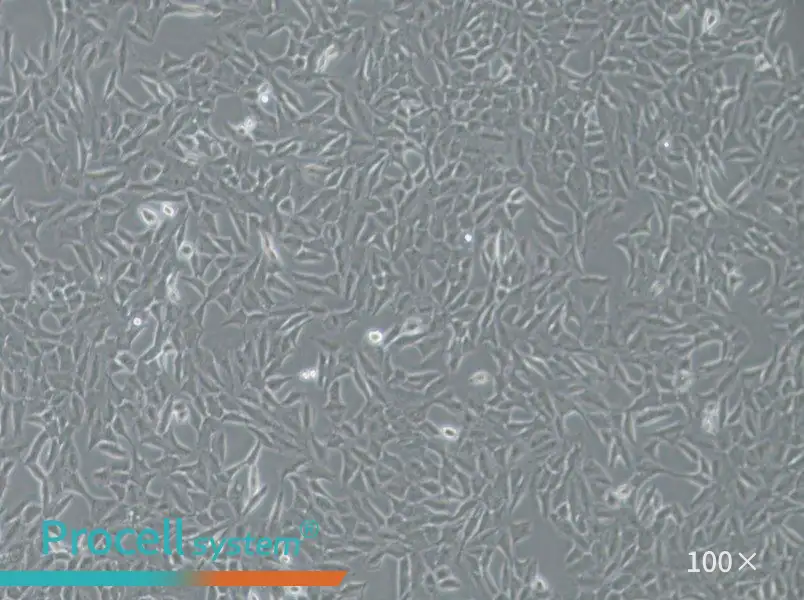 Py230 Cell Complete Medium - 1