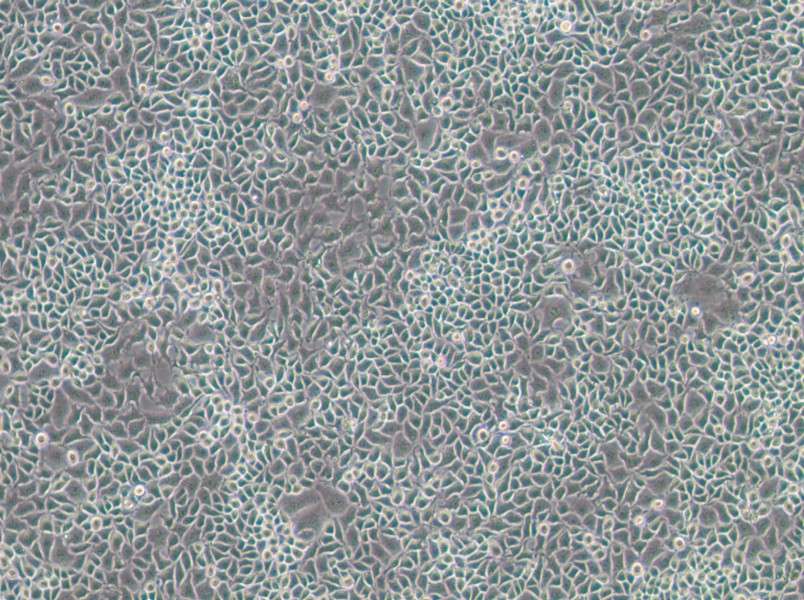 RKO-E6 Cell Complete Medium-searchlist-1