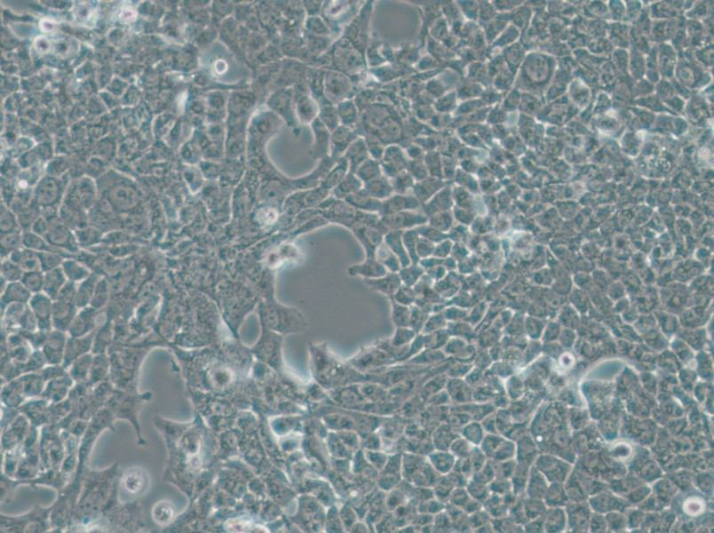 SW756 (DMEM) Cell Complete Medium - 6