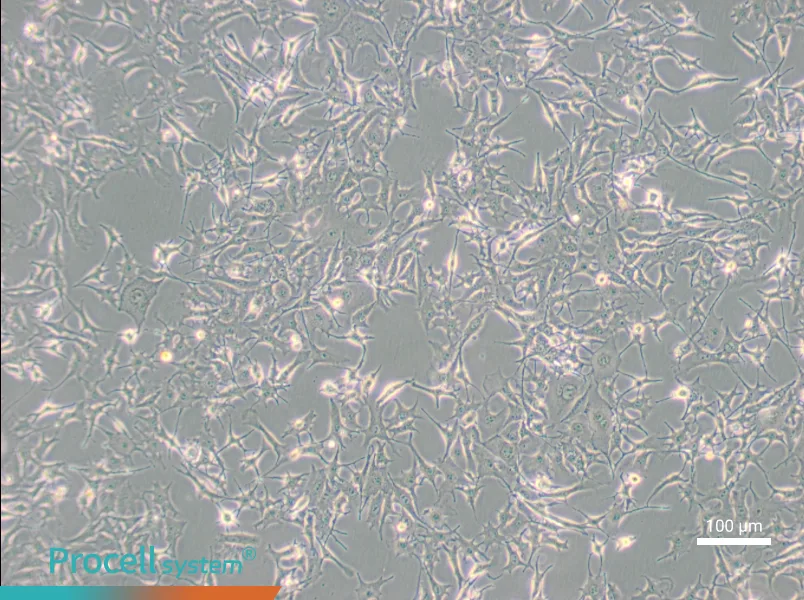 B16-F0 Cell Complete Medium - 1