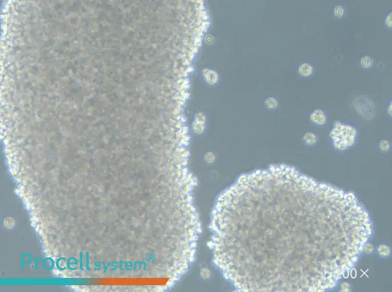 HH [Human lymphoma] Cell Complete MediumHH [Human lymphoma] Cell Complete Medium - 2