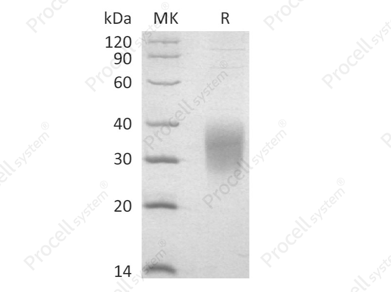 IL-9, Mouse, Recombinant
